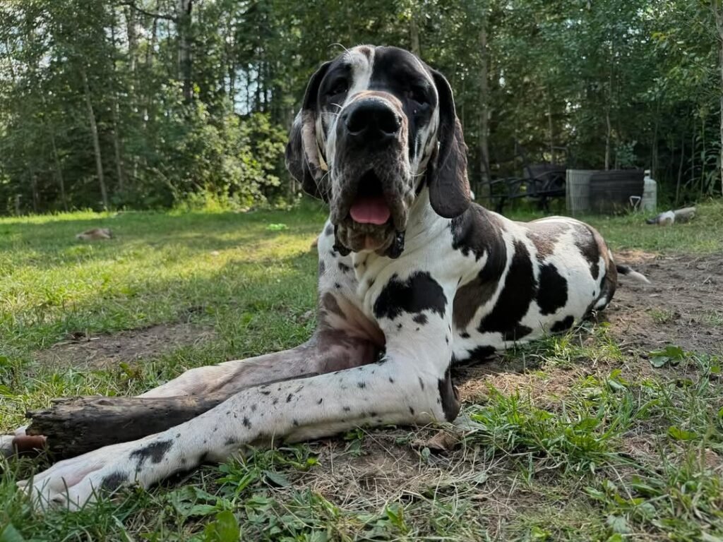 Happy Great Dane puppy
