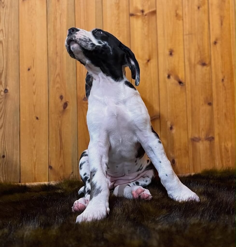 Daisy the Harlequin (Black & White) Great Dane puppy