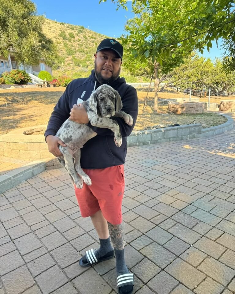 The Johnsons Great Dane puppy review