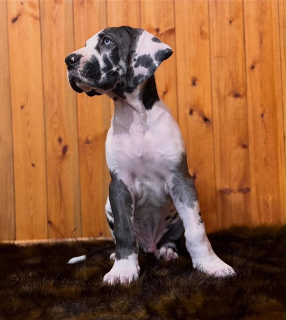 Rocky the Harlequin Great Dane puppy