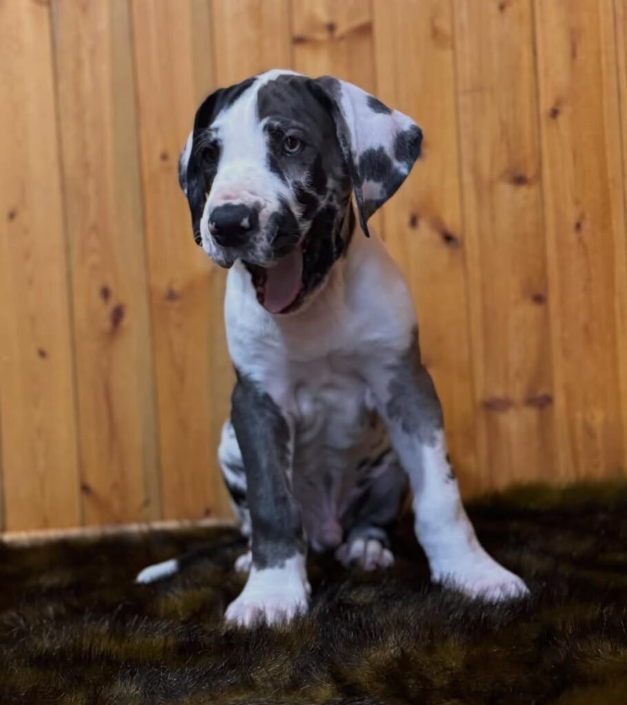 Rocky the Harlequin Great Dane puppy