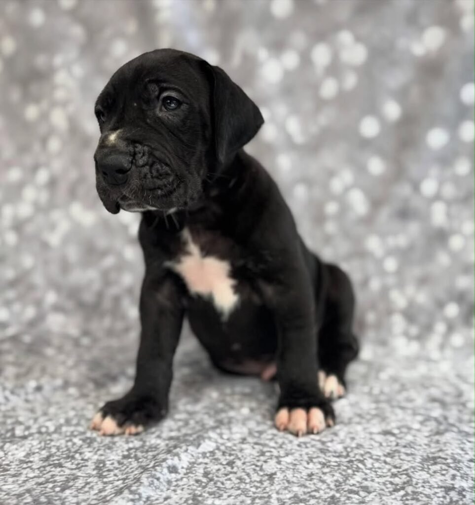sadie the black Great Dane puppy