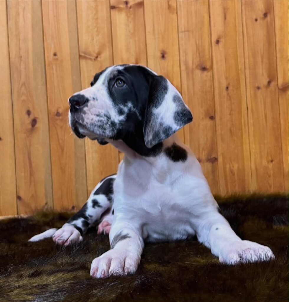 Daisy the Harlequin (Black & White) Great Dane puppy