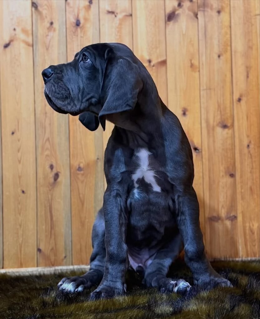 max the Blue With White Chest Marking Great Dane puppy
