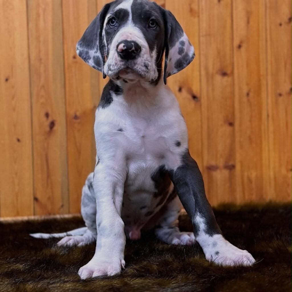Rocky the Harlequin Great Dane puppy