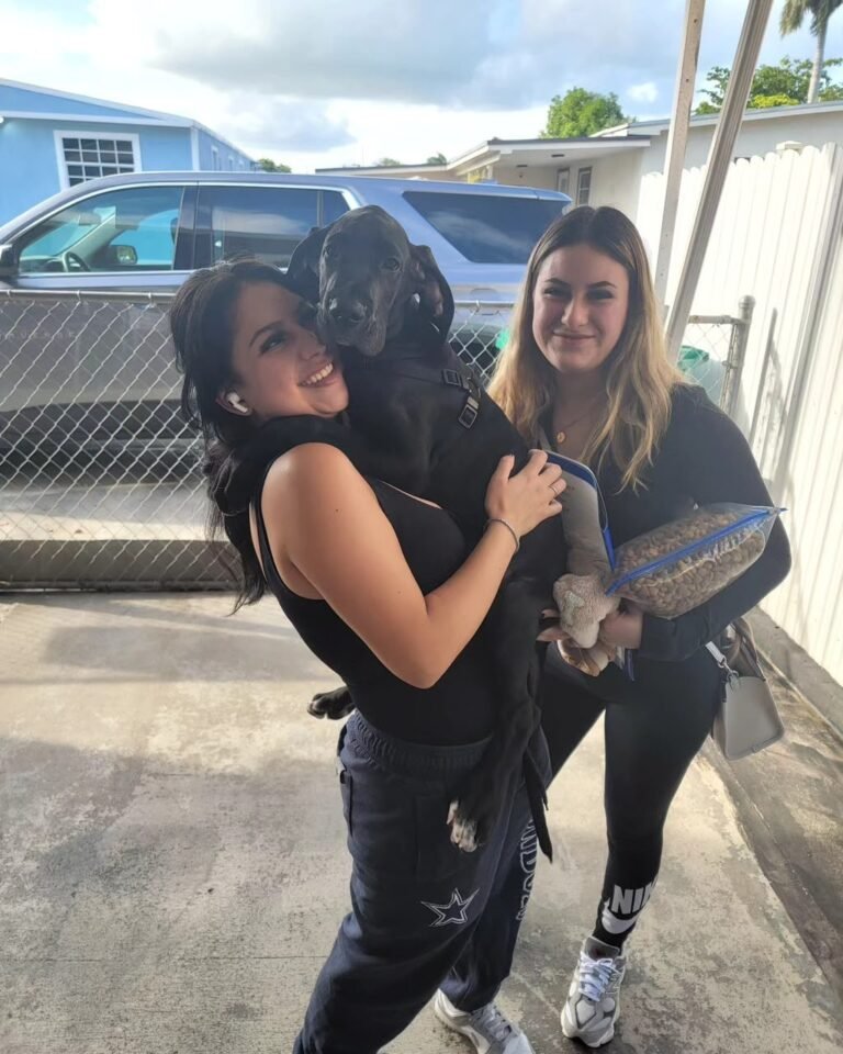 The Thompson Family Great Dane puppy review