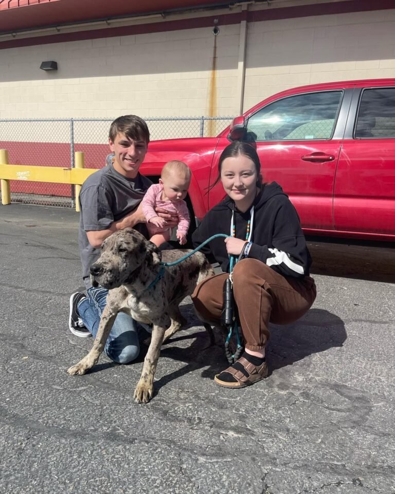 The Martins Great Dane puppy review