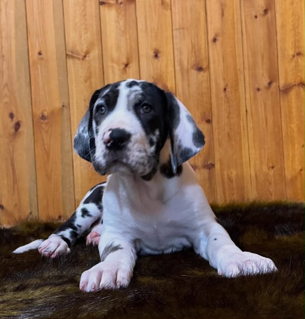 Daisy the Harlequin (Black & White) Great Dane puppy