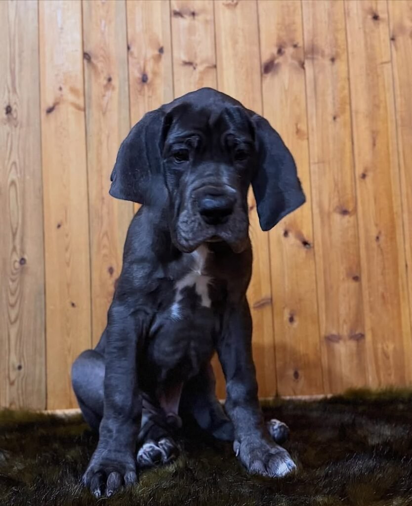max the Blue With White Chest Marking Great Dane puppy