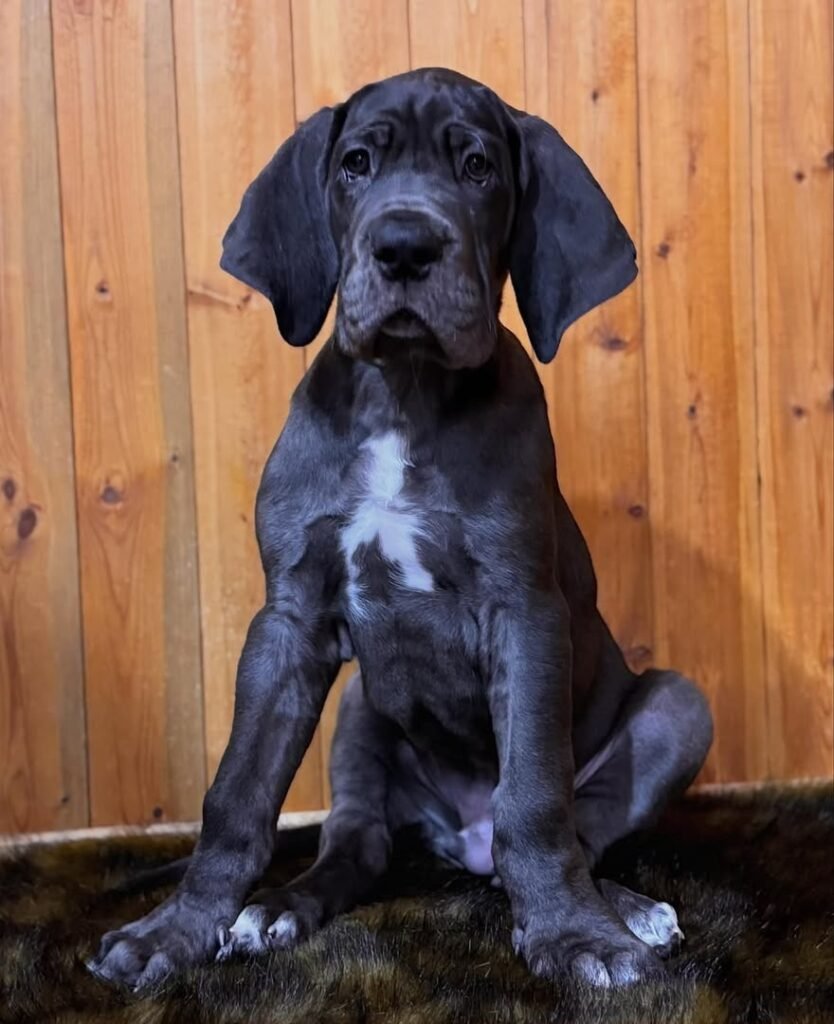 max the Blue With White Chest Marking Great Dane puppy