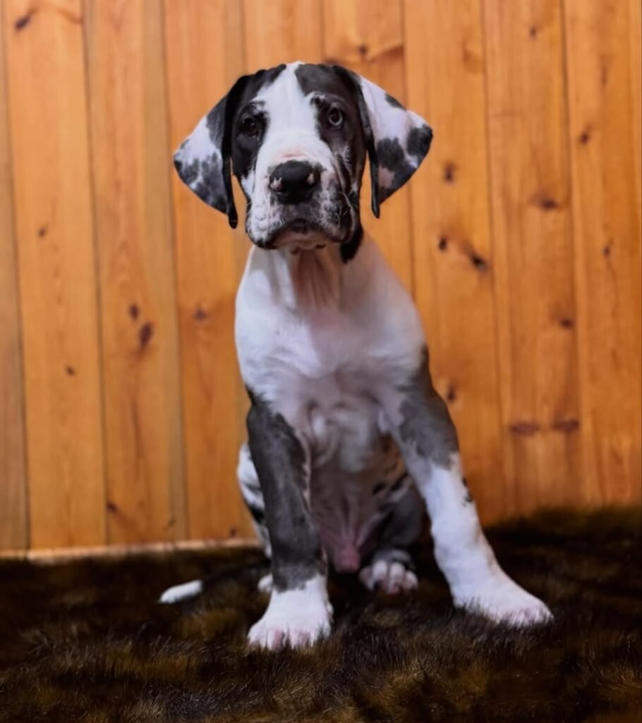Rocky the Harlequin Great Dane puppy