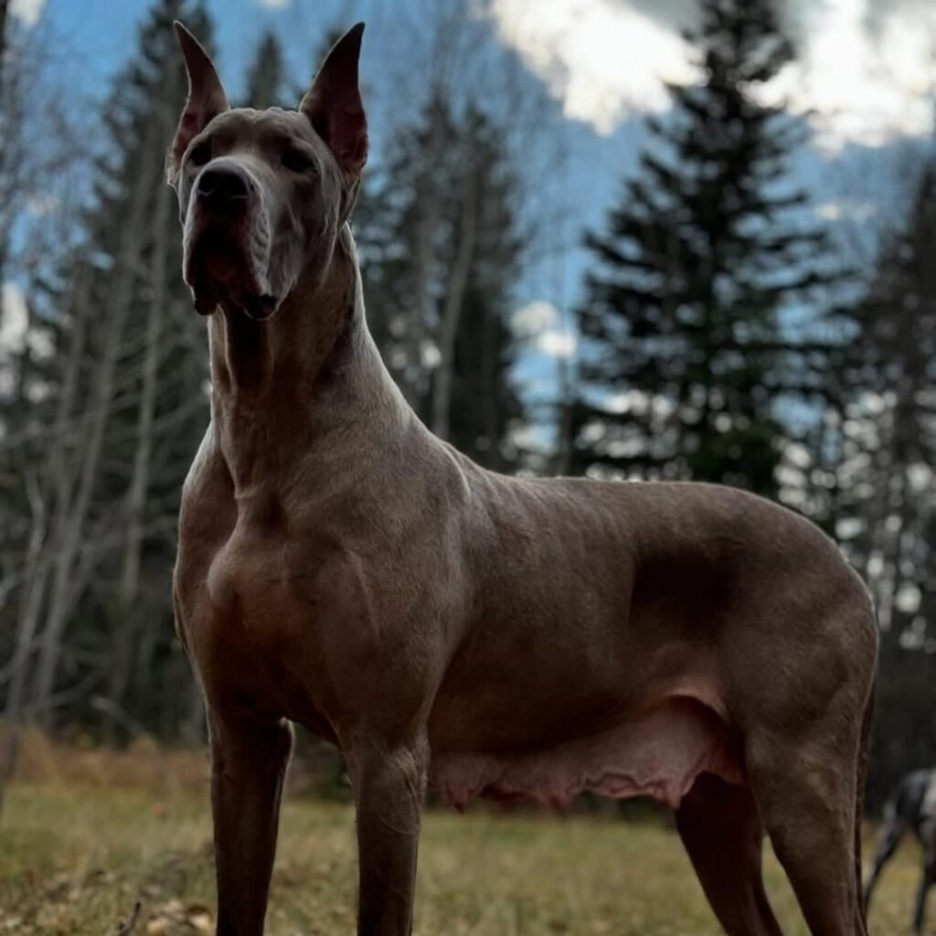 Great Dane family story