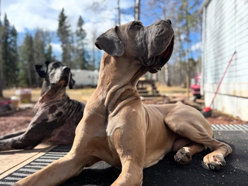Great Dane puppy