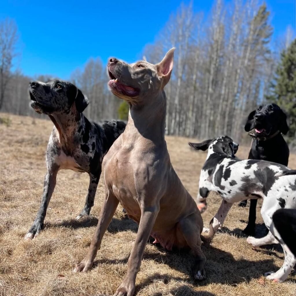 Great Dane puppy