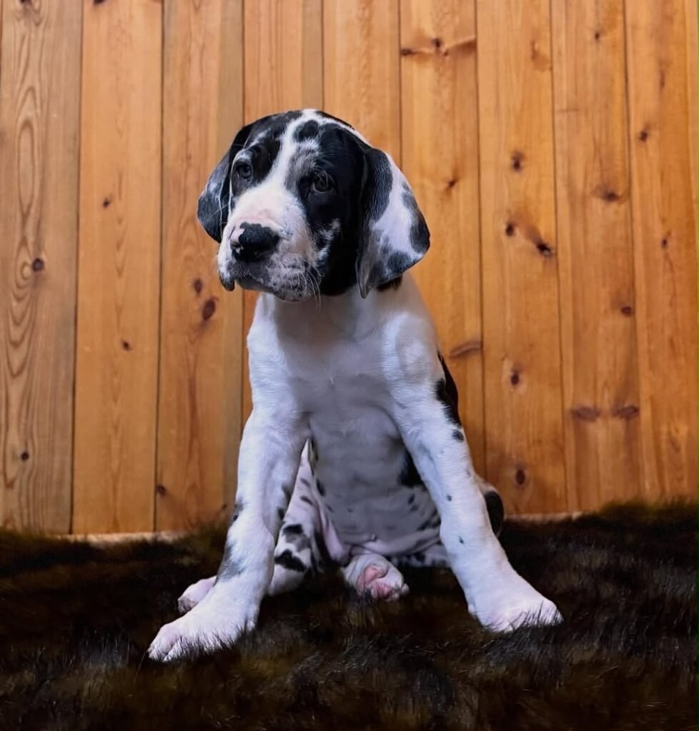 Daisy the Harlequin (Black & White) Great Dane puppy