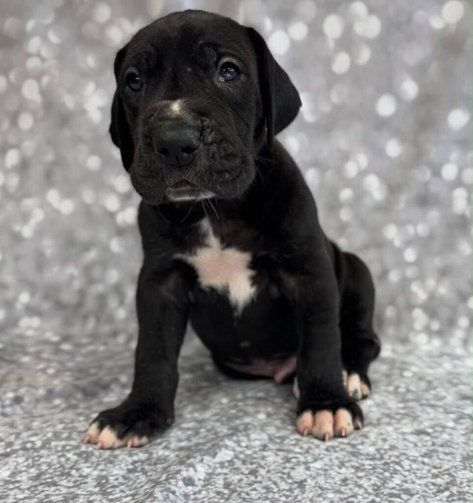sadie the black Great Dane puppy