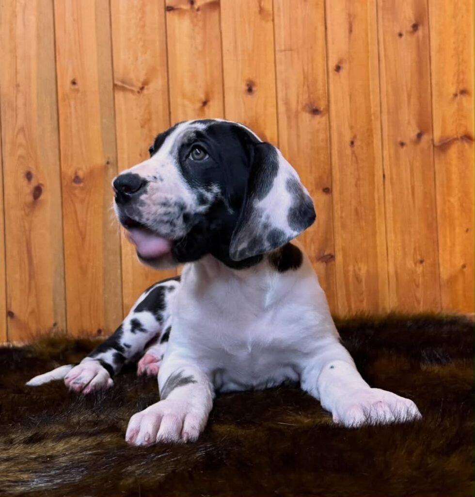 Daisy the Harlequin (Black & White) Great Dane puppy