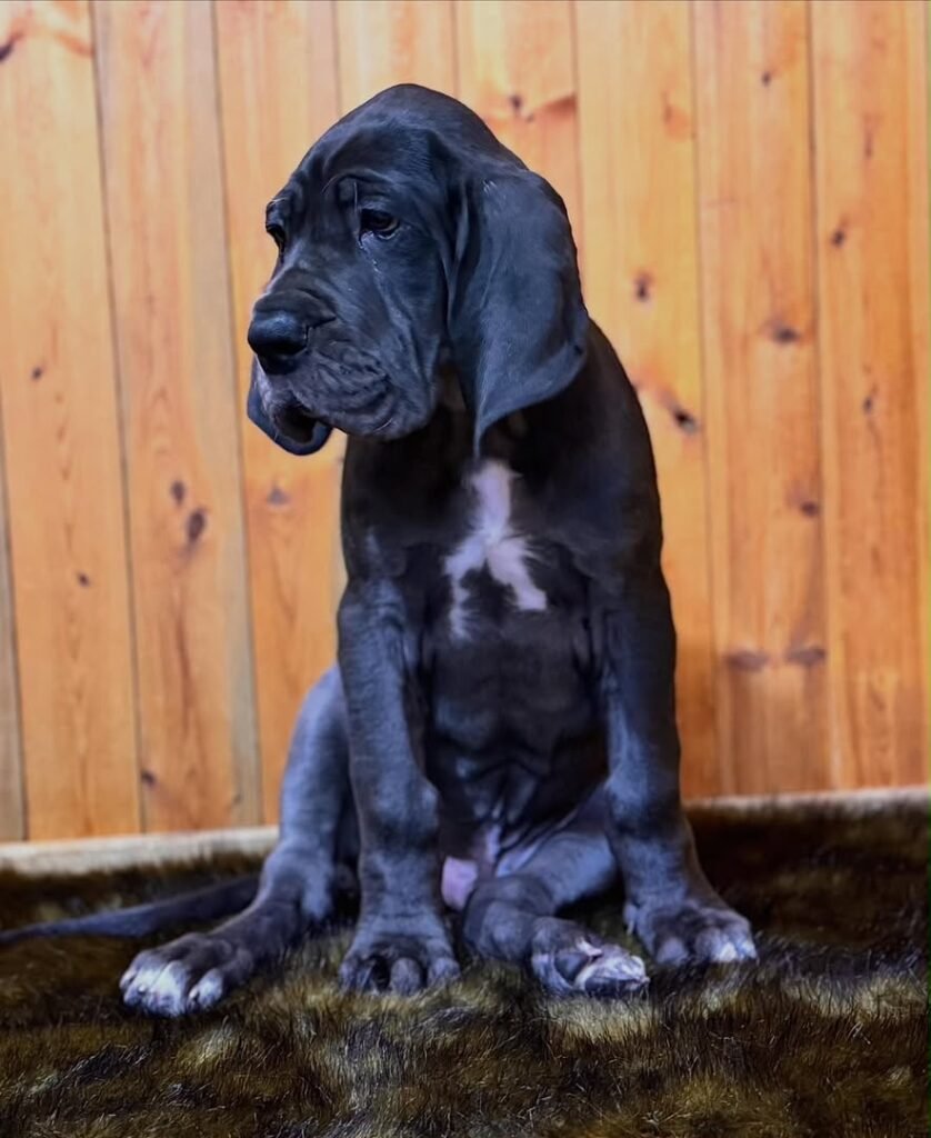 max the Blue With White Chest Marking Great Dane puppy