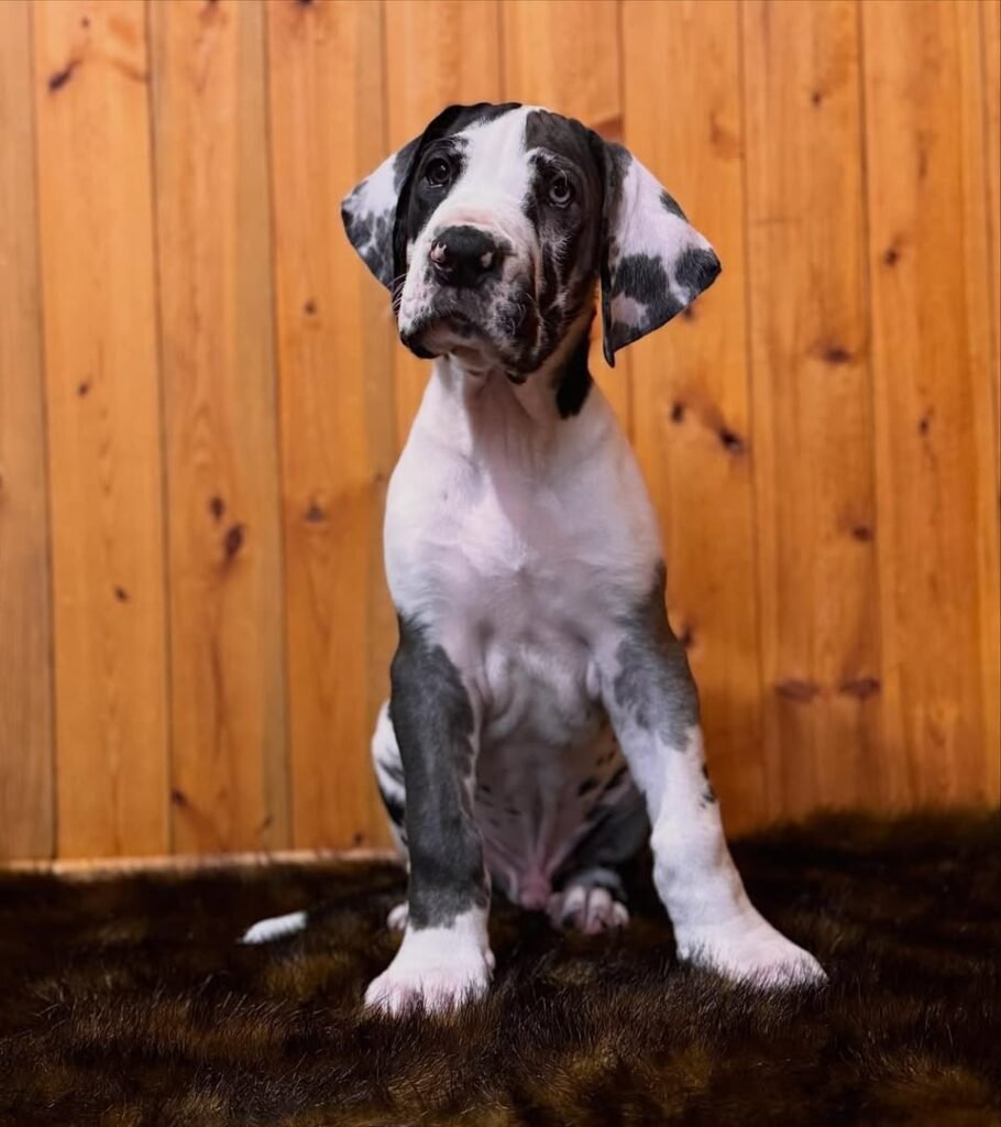 Rocky the Harlequin Great Dane puppy