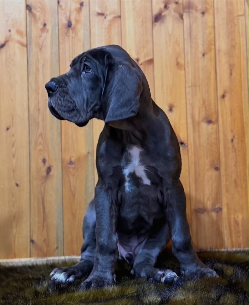 max the Blue With White Chest Marking Great Dane puppy