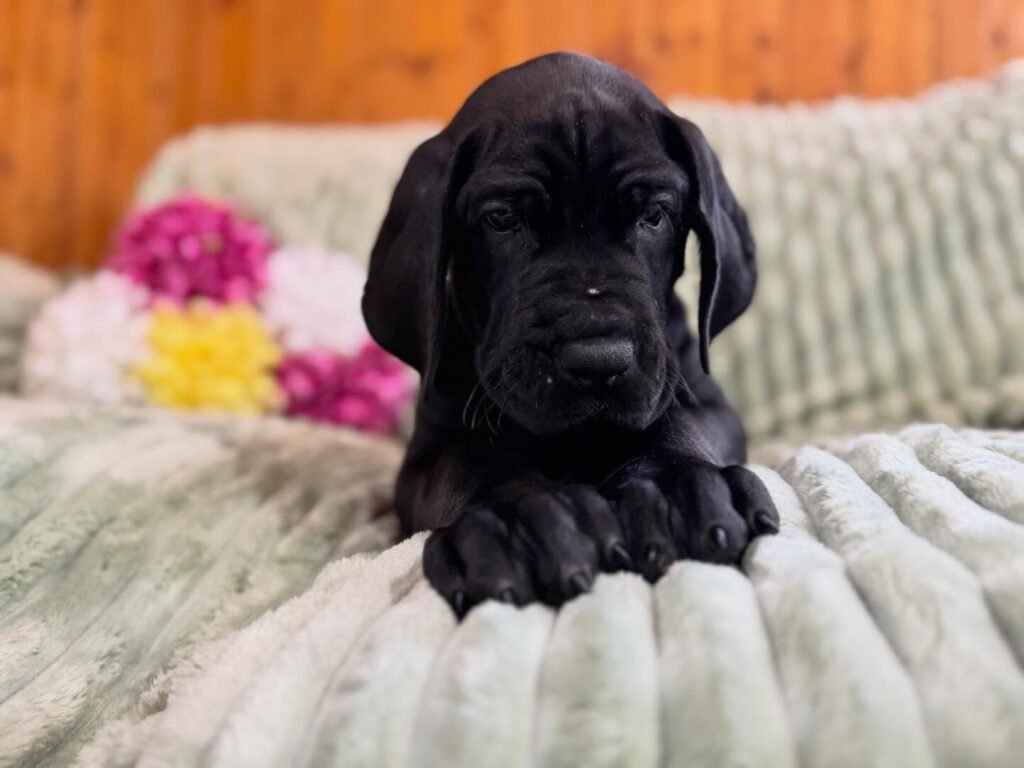 Leo the Black Great Dane puppy