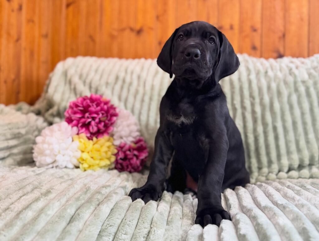 Leo Great Dane puppy