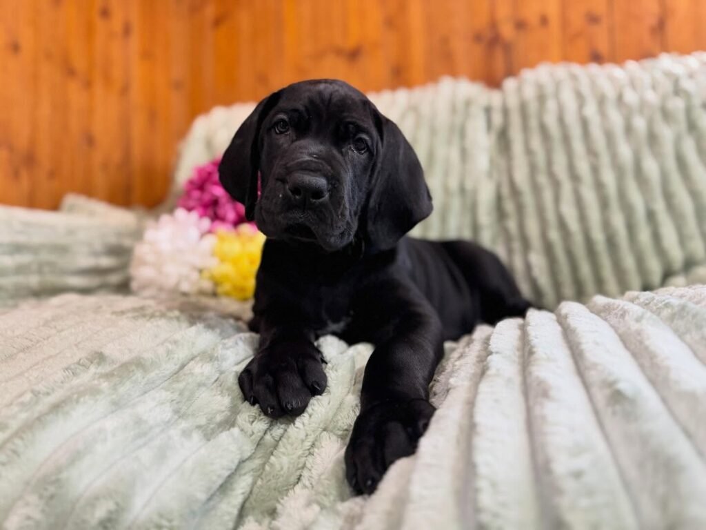 Leo the Black Great Dane puppy