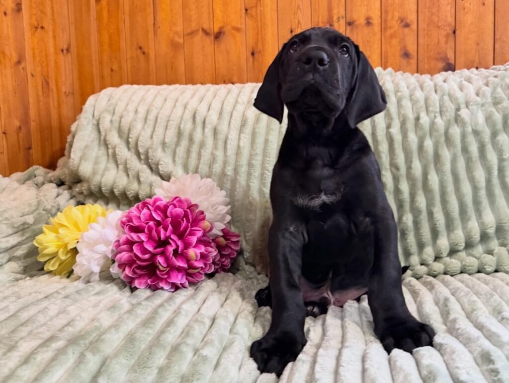 Leo the Black Great Dane puppy