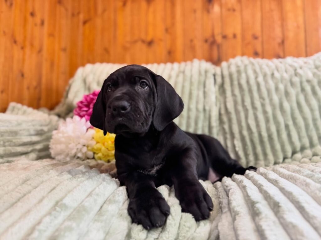 Leo the Black Great Dane puppy