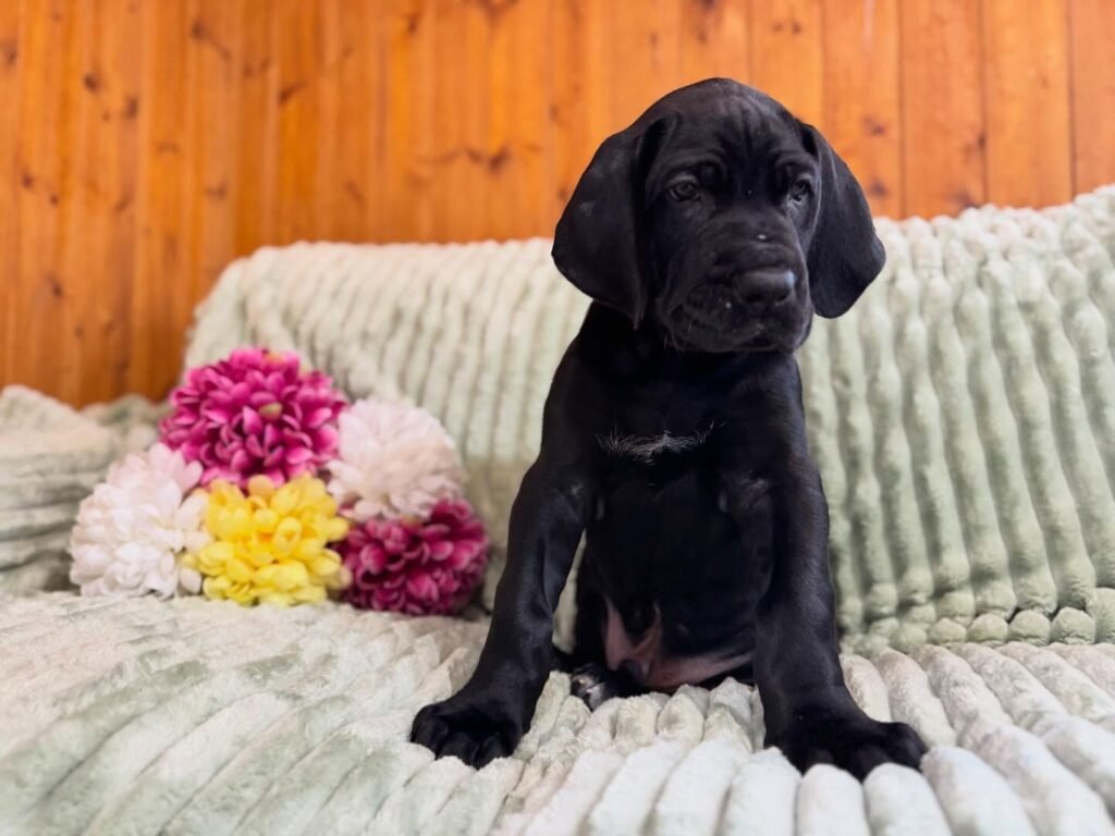 Leo the Black Great Dane puppy