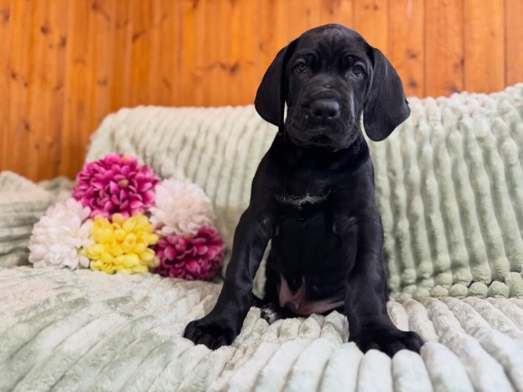 Leo the Black Great Dane puppy