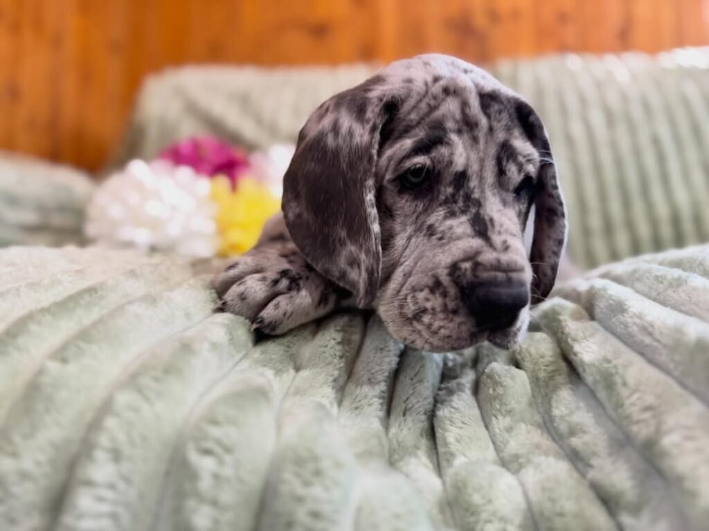 Betty the Great Dane Great Dane puppy