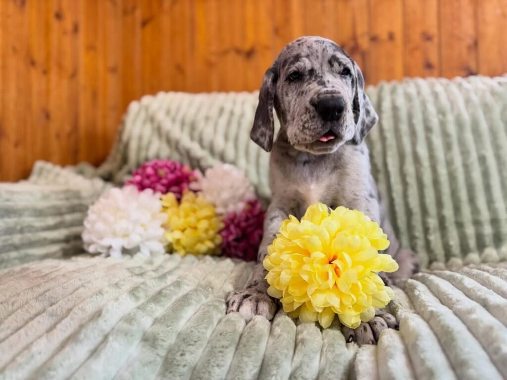 Betty the Great Dane Great Dane puppy