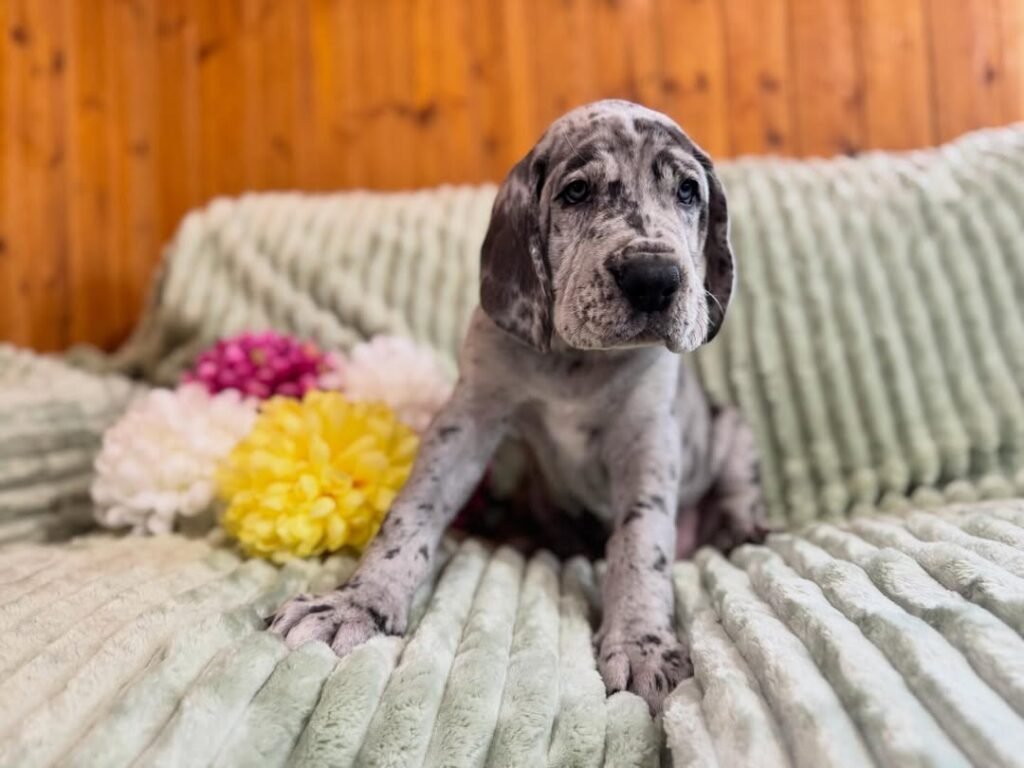 Betty the Great Dane Great Dane puppy