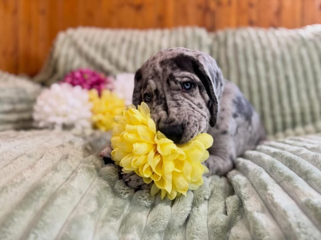 Betty the Great Dane Great Dane puppy