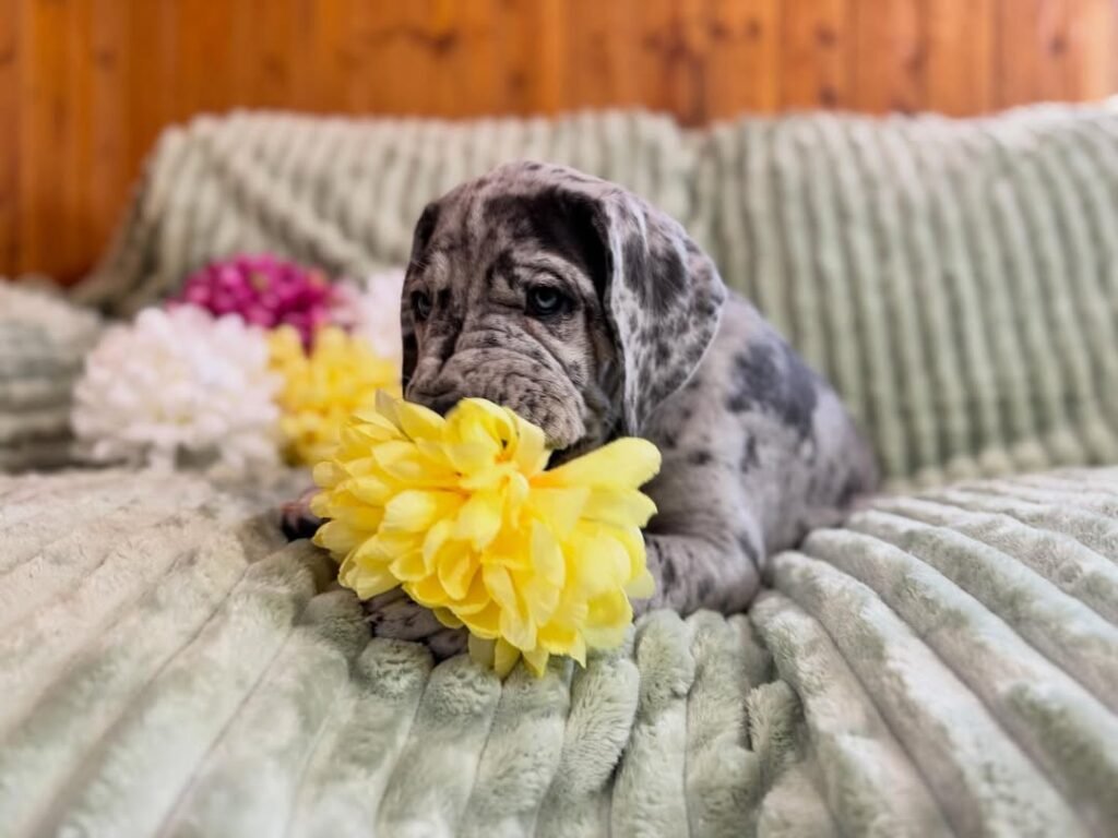 Betty the Great Dane Great Dane puppy