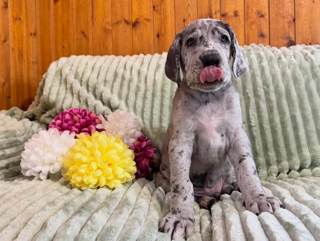 Betty the Great Dane Great Dane puppy