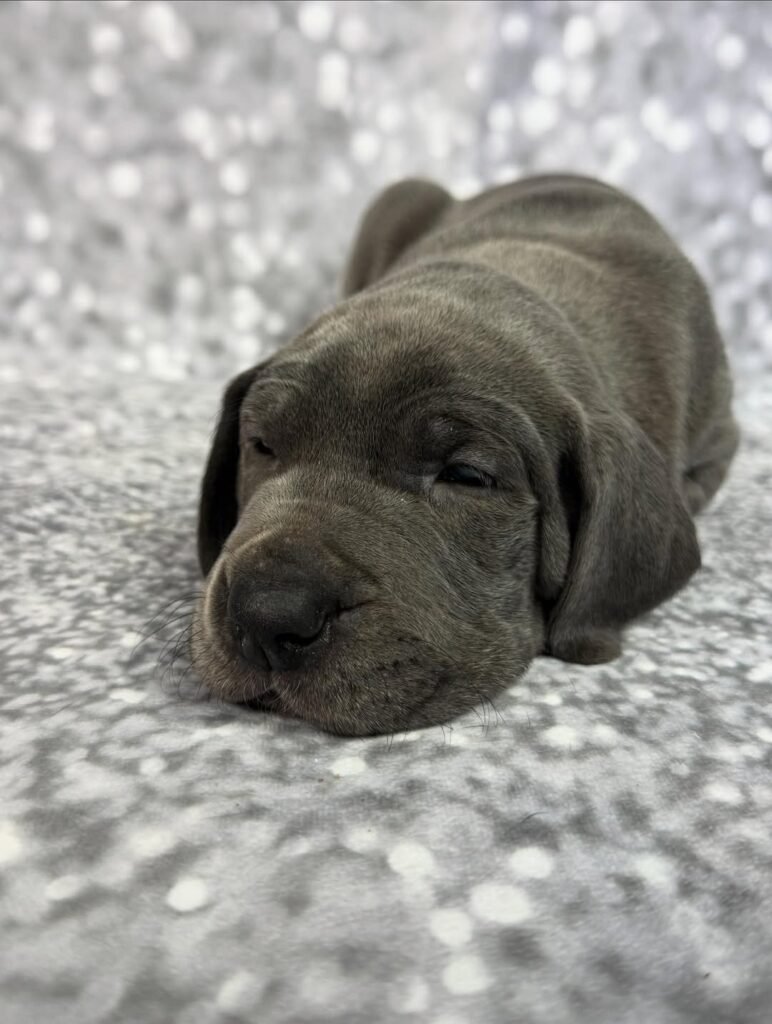 Dolly the Blue Great Dane puppy