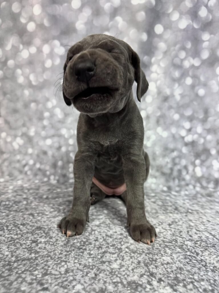 Dolly the Blue Great Dane puppy