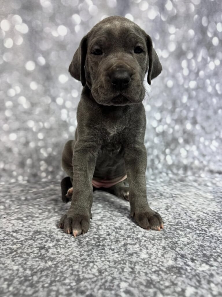 Dolly the Blue Great Dane puppy