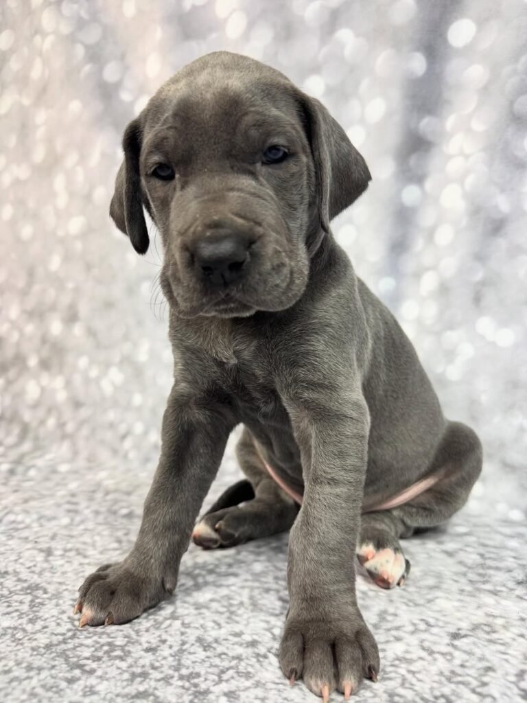 Dolly the Blue Great Dane puppy
