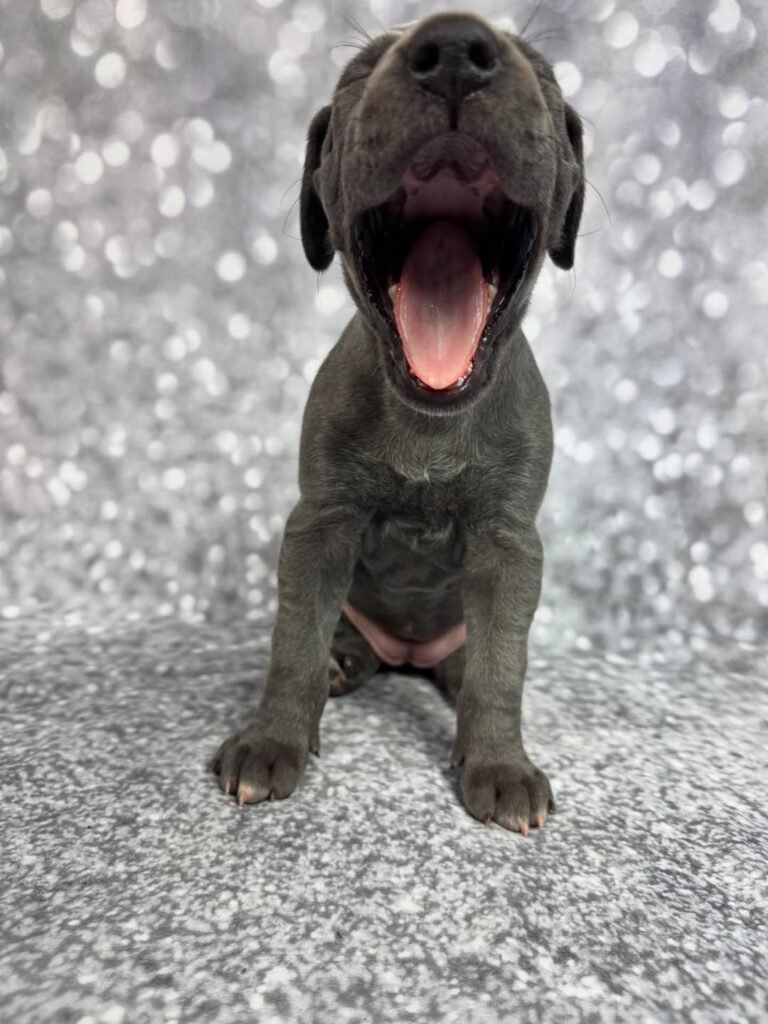 Dolly the Blue Great Dane puppy
