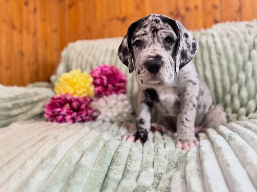 Gus the Great Dane Great Dane puppy