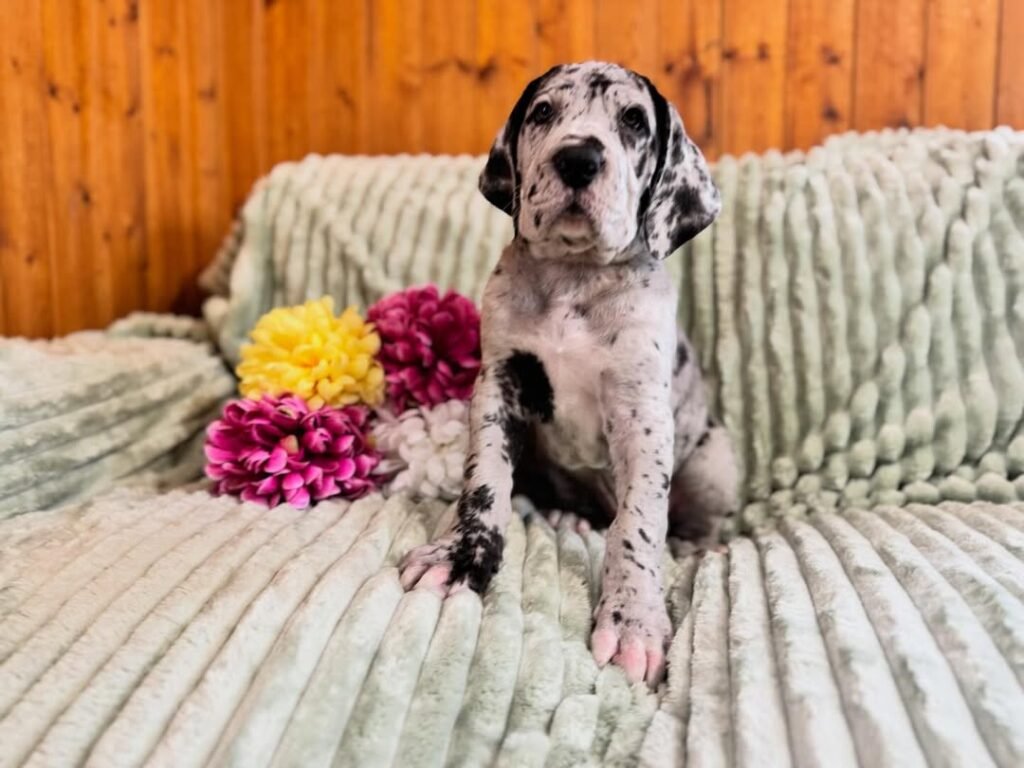 Gus the Great Dane Great Dane puppy