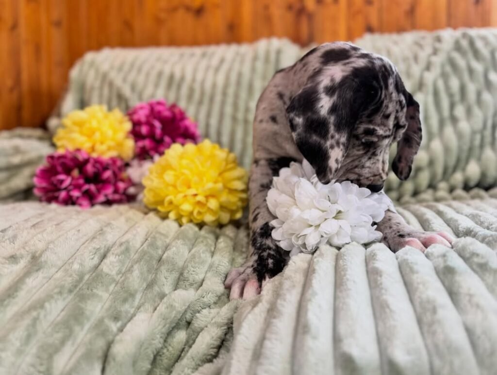 Gus the Great Dane Great Dane puppy