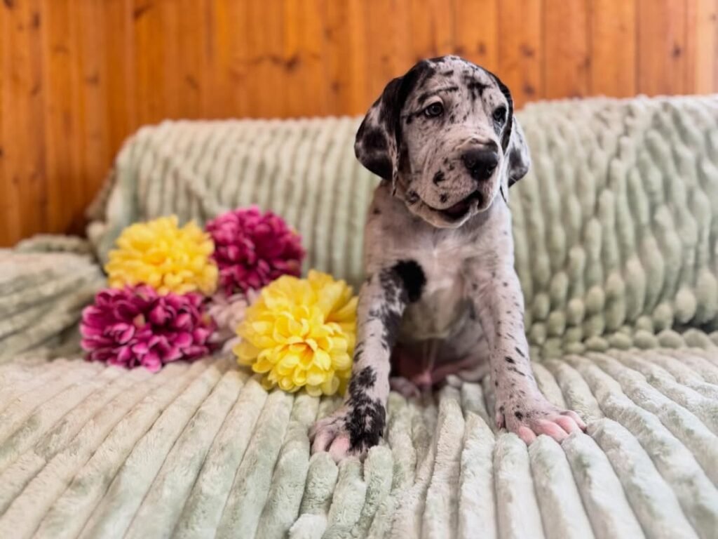 Gus the Great Dane Great Dane puppy