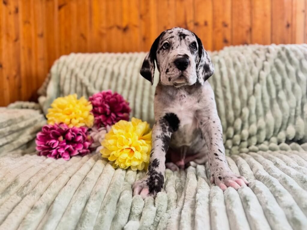 Gus the Great Dane Great Dane puppy