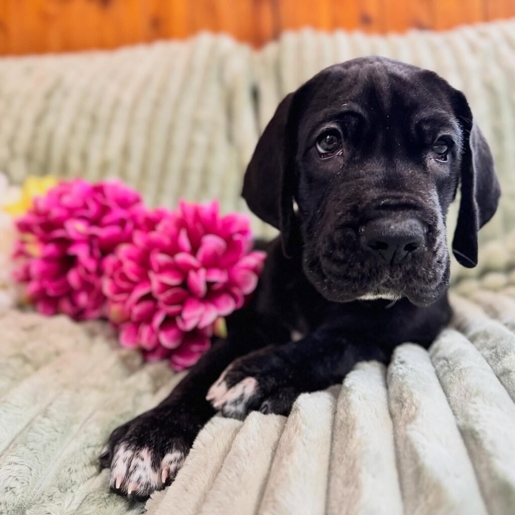Hov the Great Dane Great Dane puppy