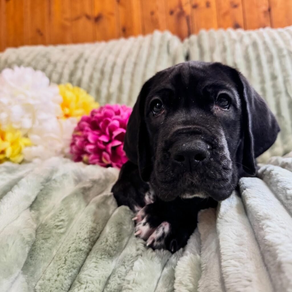 Hov the Great Dane Great Dane puppy