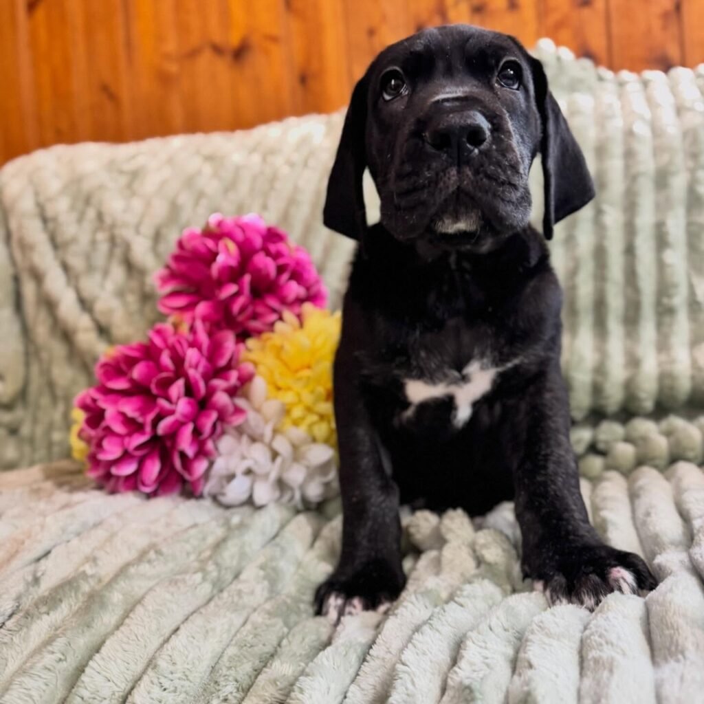 Hov the Great Dane Great Dane puppy